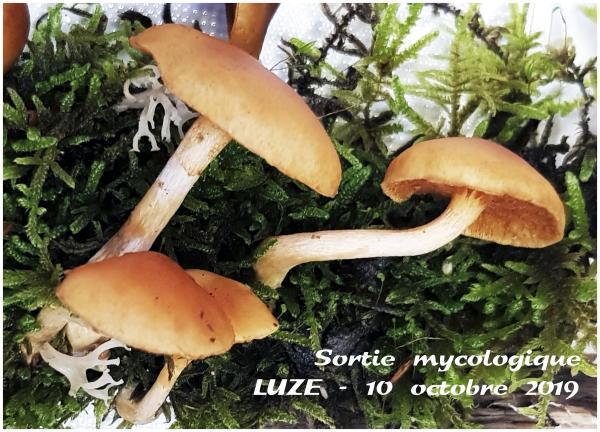 Forêt de Luze Forêt de Luze