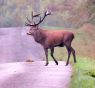 Brame du cerf