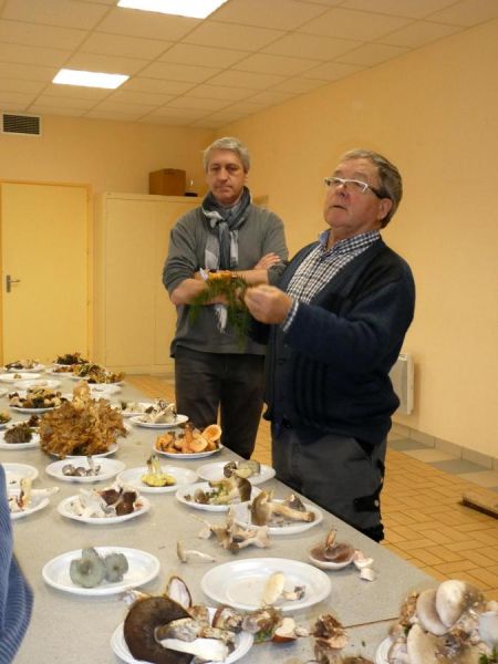 Sortie mycologique Sortie mycologique