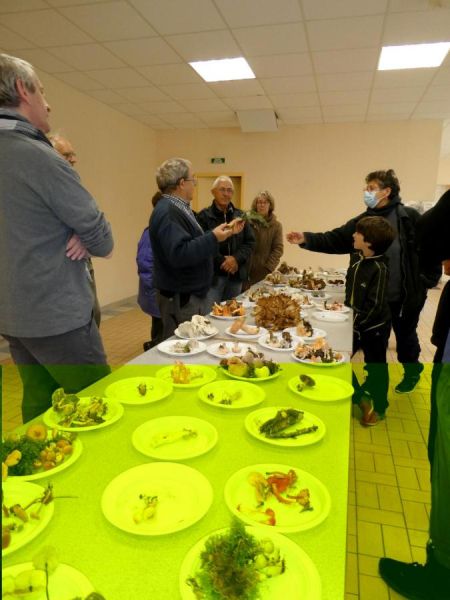 Sortie mycologique Sortie mycologique